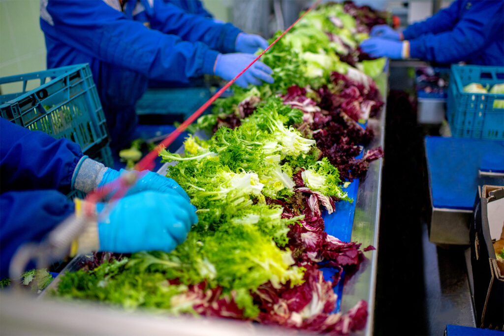 fruit and veg processing facility